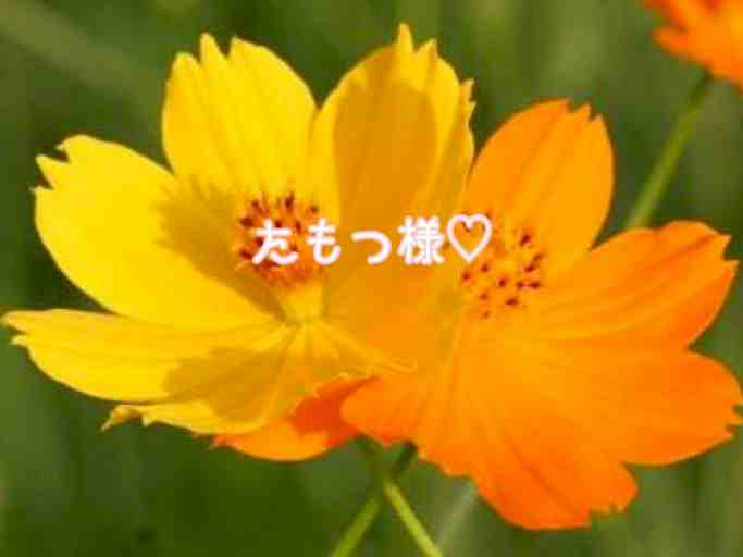 たもつ様専用出品ですにゃあ♡