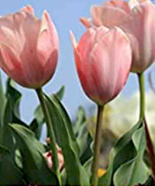 カンゴロしゃん～様専用