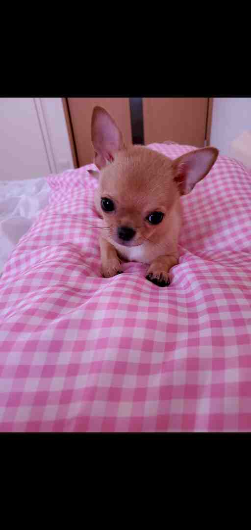 ★大和さま専用★