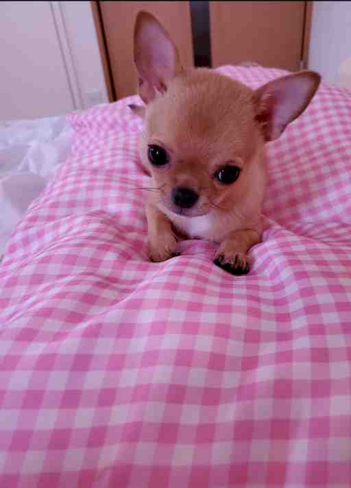 ★カズマサ様専用★