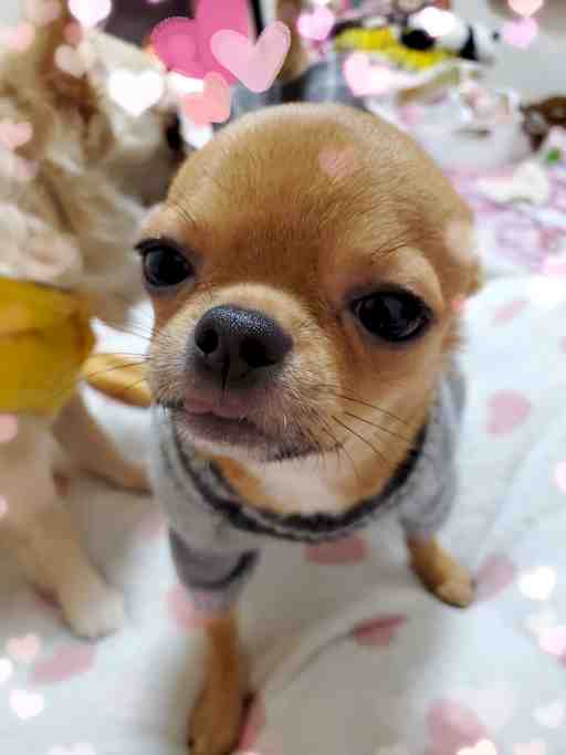 ★もぴたん専用★