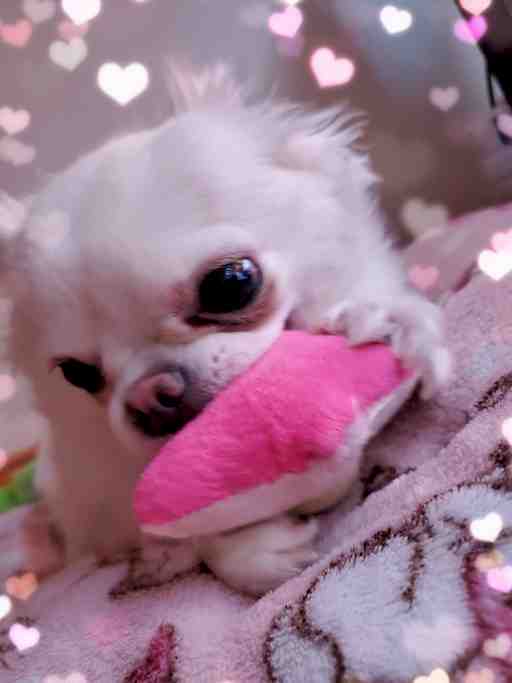 ★カンスト商品もぴたん★