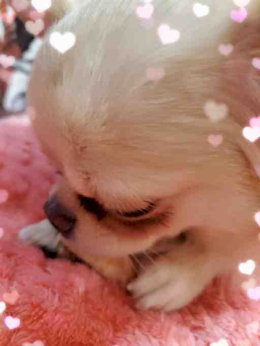 ★もぴたん専用★