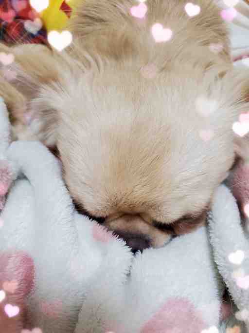 ★ひ〜様専用出品★