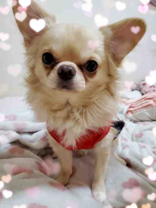 ★くろしゃん専用★