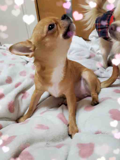 ★もぴたん専用出品★