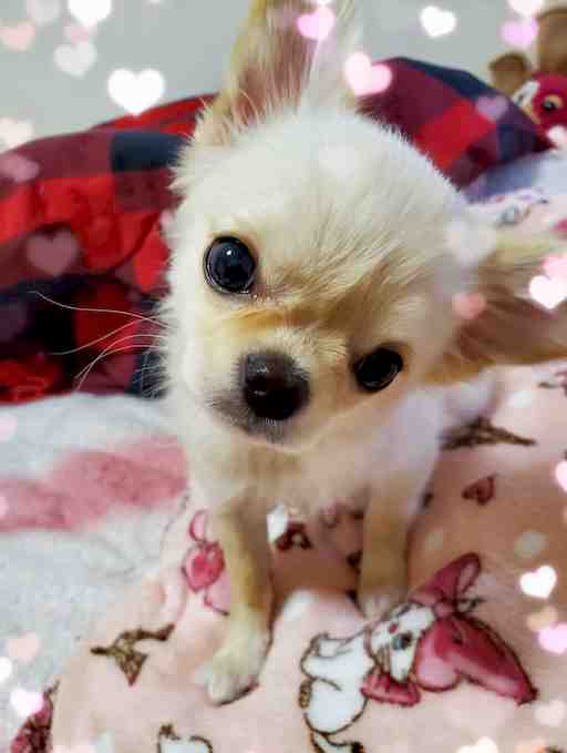 ★大介様専用出品★