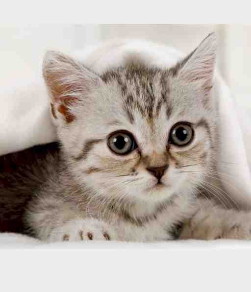 ティーバック(選んで下さい)