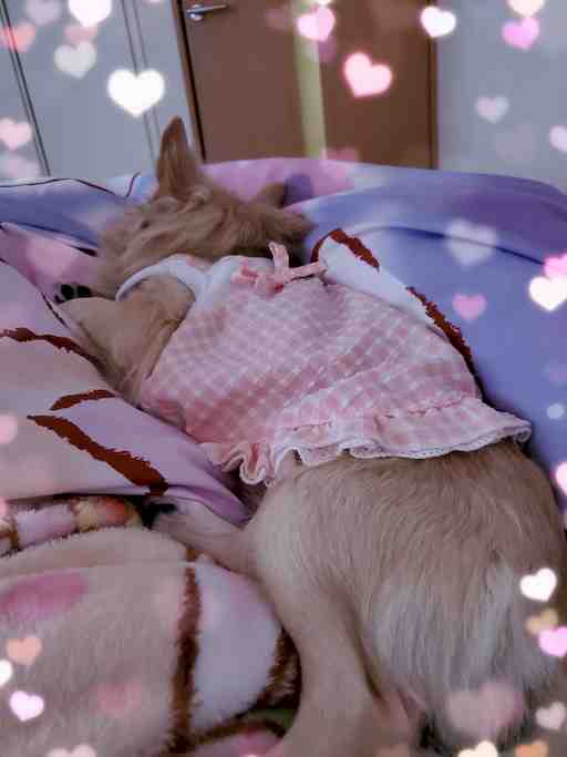 ★ホロメン様専用出品★