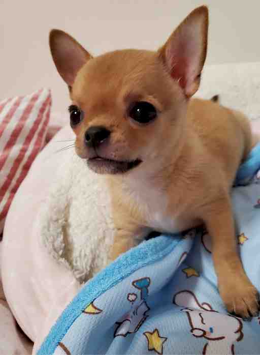 ★もぴたん専用出品★