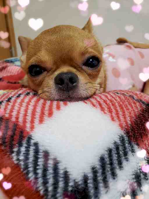 ★ks様専用商品★