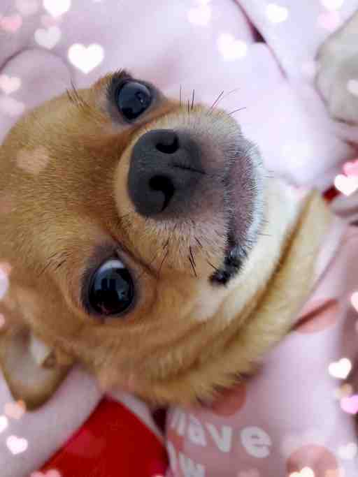 ✩.*˚パズ様リクエスト✩.*˚