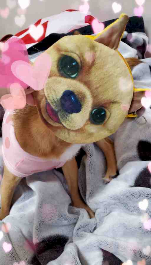 ✩.*˚もぴたんリクエスト✩.*˚