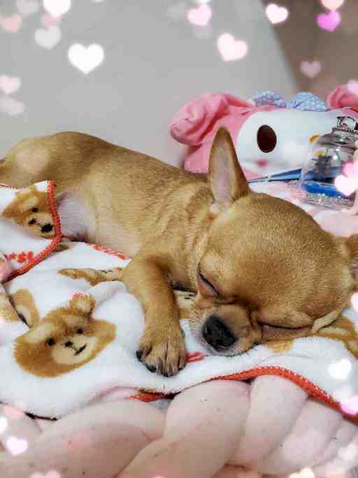 ✩.*˚月美猫様リクエスト✩.*˚