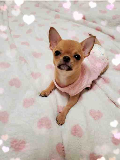 ★月美猫様リクエスト★