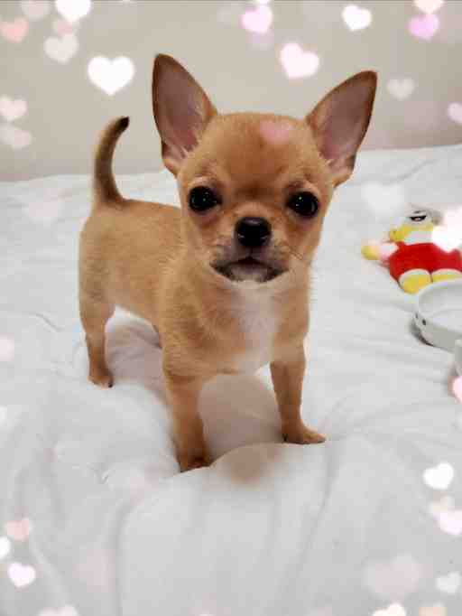 ★もぴたん専用なのだ★