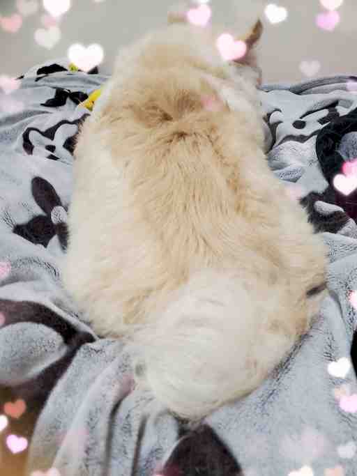 ✩.*˚サテン生地パンティ✩.*˚