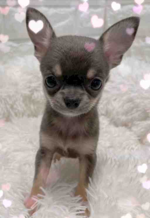 ★もぴちゃんカンスト商品★