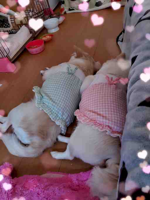 ★もぴたん専用★