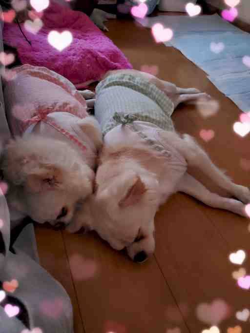 お汚しサテンパンティset