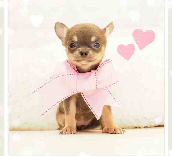 ♡もぴたん専用♡